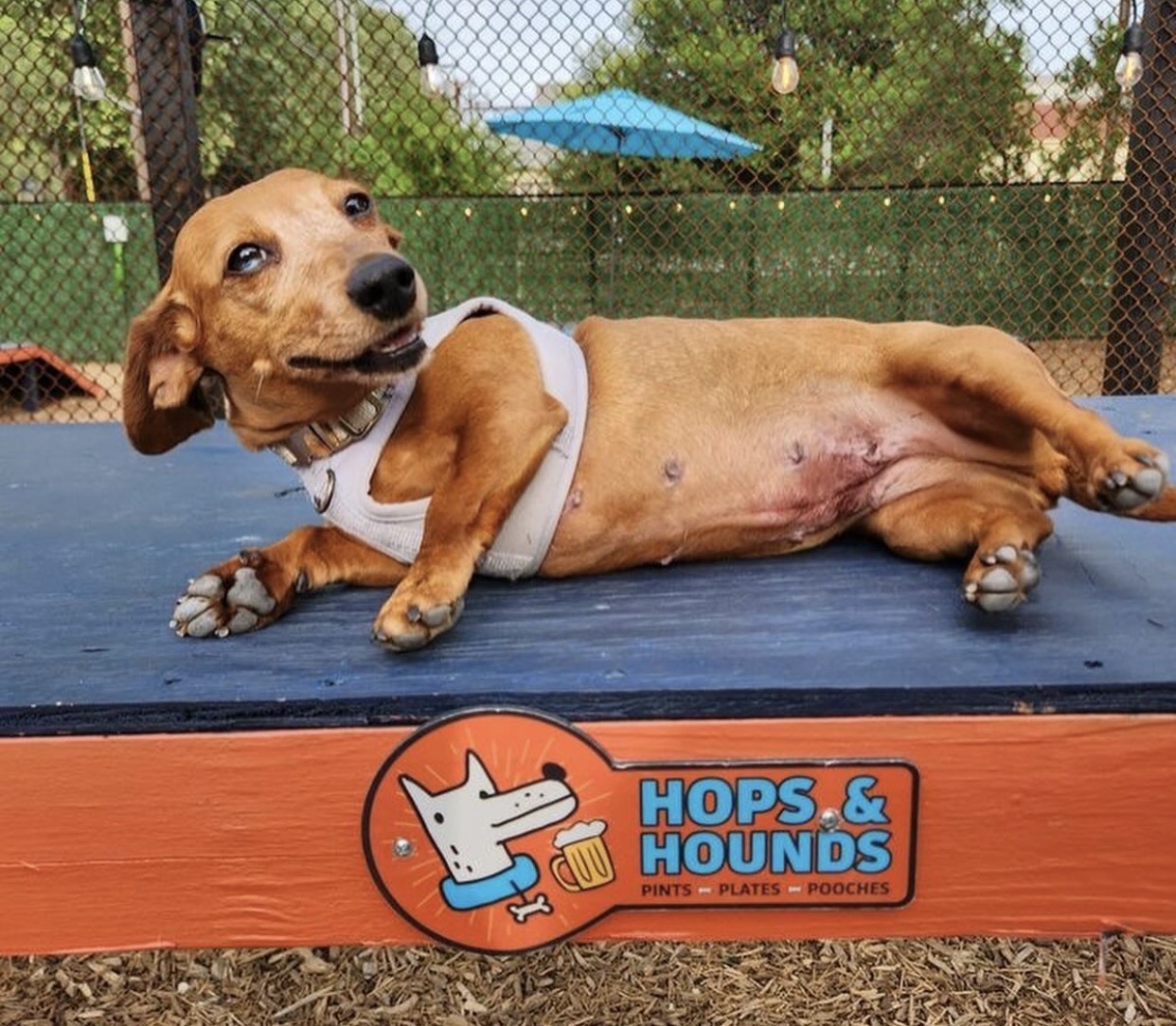 A dachshund lounging on the ramp at the Hops & Hounds dog park