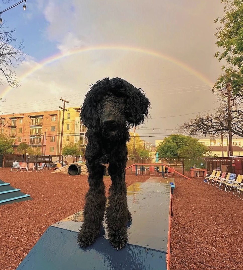 A black dog on the agility ramp under a rainbow at the Hops & Hounds dog park